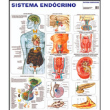 Sistema Endócrino Poster Mapa Anatomia Corpo