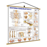 Sistema Esquelético 2 Ósseo Banner Poster Mapa Corpo Humano Anatomia Medicina