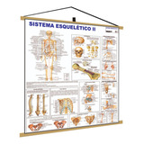 Sistema Esquelético 2 Ósseo Banner Poster Mapa Corpo Humano Anatomia Medicina