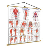 Sistema Muscular Banner Poster Mapa Corpo