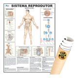 Sistema Reprodutor Masculino Corpo Humano Anatomia Poster Mapa Enrolado