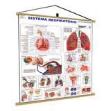 Sistema Respiratório Banner Poster Mapa Corpo Humano Anatomia Medicina