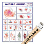 Sistemas Corpo Humano Anatomia Geral Medicina Mapa Poster Enrolado
