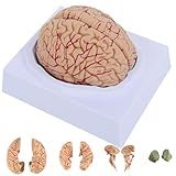SOEPOTIX Modelo De Cerebro