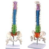 SORECI Modelo De Coluna Humana De 45 Cm 17 7 Pol Colorido Flexível Científico Anatomico Esqueleto Humano Modelo Anatomia Modelo Incluindo Raízes Nervosas Da Coluna Vertebral Vertebral Fêmur