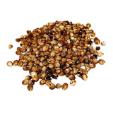 Sorgo Forrageiro Brs Ponta Negra - 2,5 Kg De Sementes