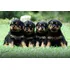 Sp Filhotes Lindos De Rottweiler Pedigree E Microchip* Envio