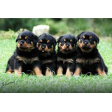 Sp Filhotes Lindos De Rottweiler Pedigree E Microchip Envio