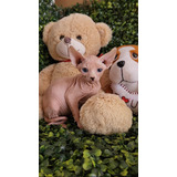Sphynx Gato Sem Pelo