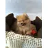 Spitz Alemão - Lulu Da Pomerânia Anão