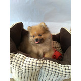 Spitz Alemao
