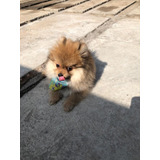 Spitz Alemão Anão 1 Ultimo Macho 98 Dias Entrego Hoje Cotia