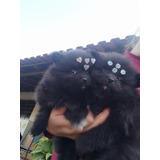 Spitz Alemão Anão Femea Lulu Da Pomerânia