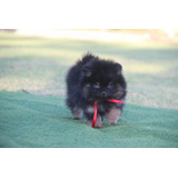 Spitz Alemão Anão Lulu Da Pomerania Fêmea Lulu Land
