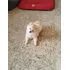 Spitz Alemão Fêmea Anã Pronta Entrega