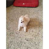 Spitz Alemao Femea Ana