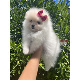 Spitz Alemão Lulu Da Pomerania Anao Fêmea