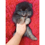 Spitz Alemão lulu Da Pomerania Black