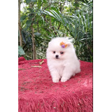 Spitz Alemão lulu Da Pomerania Fêmea Branca Anão
