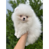 Spitz Alemao Ou Lulu