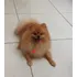 Spitz Alemão Pequeno