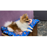 Spitz Alemao  