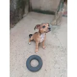 Staffordshire Bull Terrier Filhotes