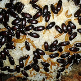 Peixes