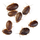 Start Nimfas Barata Blaptica Dubia Alimento Vivo P Formigas
