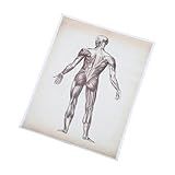 STOBOK Cartaz De Anatomia Gráfico De Anatomia Humana Gráfico Do Corpo Humano Cartazes Anatômicos Pôster Anatômico De Microondas Esqueleto Parede De Cartazes Tela De Fibra Química