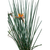 Strelitzia Juncea 50cm Flor Ave Do Paraiso Jardim Tropical