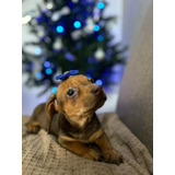 Sua Filhota Achocolatada Mini De Dachshund Uma Princesa