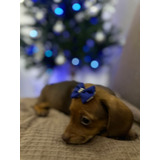 Sua Perfeita Filhote De Dachshund Mini Fêmea