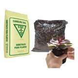 Substrato Carolina Turfa Perlita Casca Arroz Carbonizada 10l