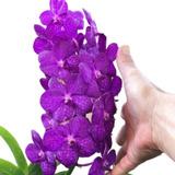Substrato De Casca De Pinos kit De 24 Adubos Para Orquídea 