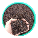 Plantio