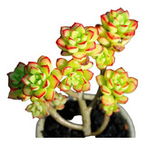 Suculenta Echeveria Supia Maravilhosa