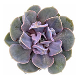 Suculenta Echeveria Valkyrie Trumpet - Novidade Cor De Rosa