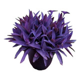 Roxa