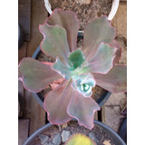 Suculentas Gibifloras  
