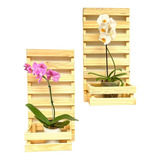Suporte Para Plantas E Flores De Parede Kit 2 Orquideas