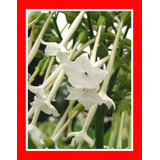 Tabaco De Flor Nicotiana