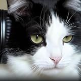 Taco The Purr Machine
