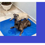 Tapete Gelado Refrescante Gato Cachorro Pets Gg 50cm X 90cm