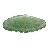 Roda
