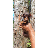 Teckel Miniatura Dachshund Cofap Salsicha