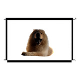 Tela Grade Proteção Porta Escada Cachorro Pet Cães Cão 1 5m