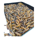 Tenebrio Gigante 100 Larvas Tg 100un