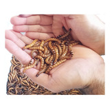 Tenebrio Gigante 100 Larvas Vivas