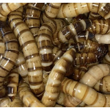 Tenébrio Gigante 100 Larvas Vivas